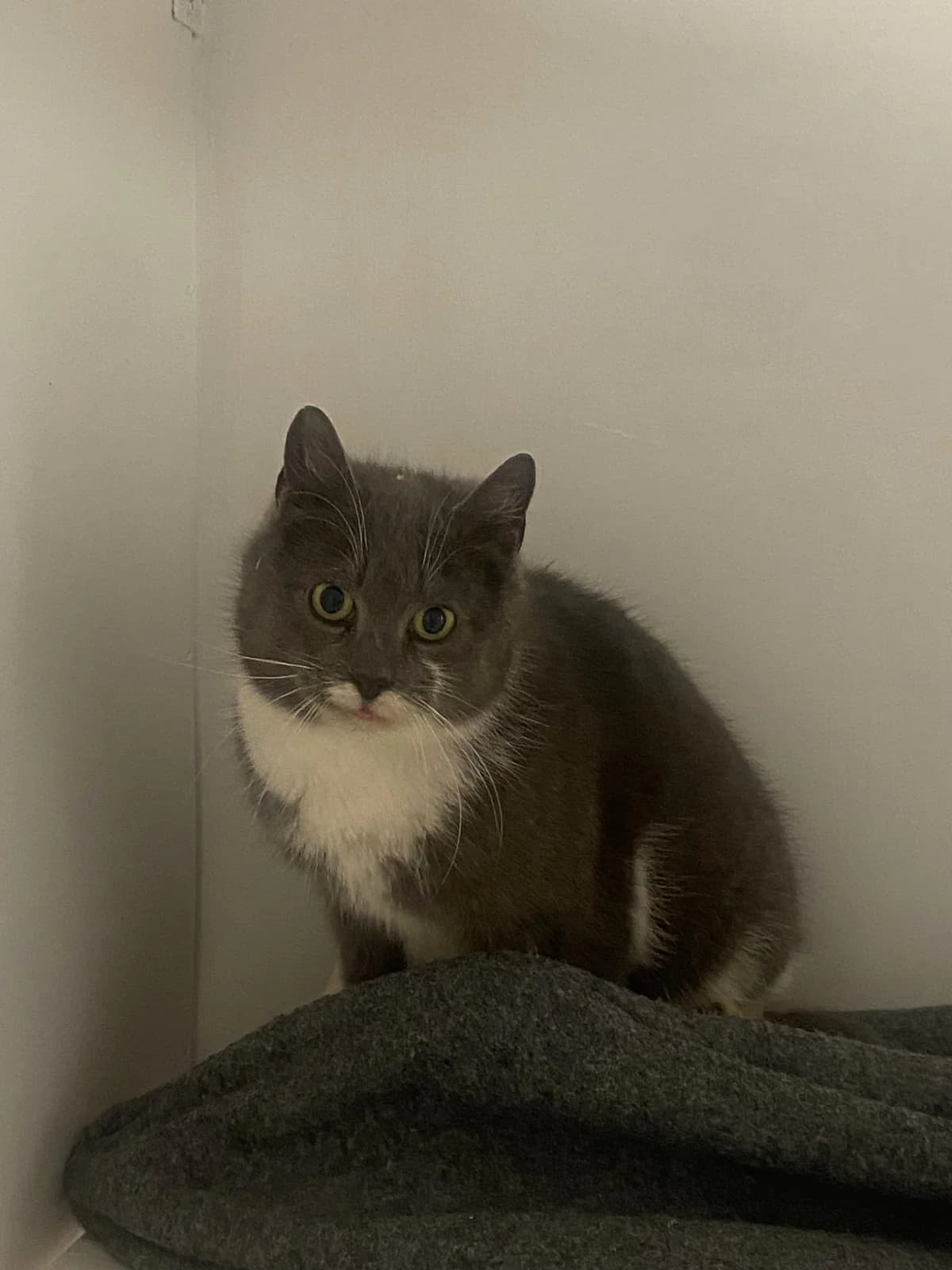 Andesiitti, female Mixed Breed for adoption at Maukula ry, Tampere