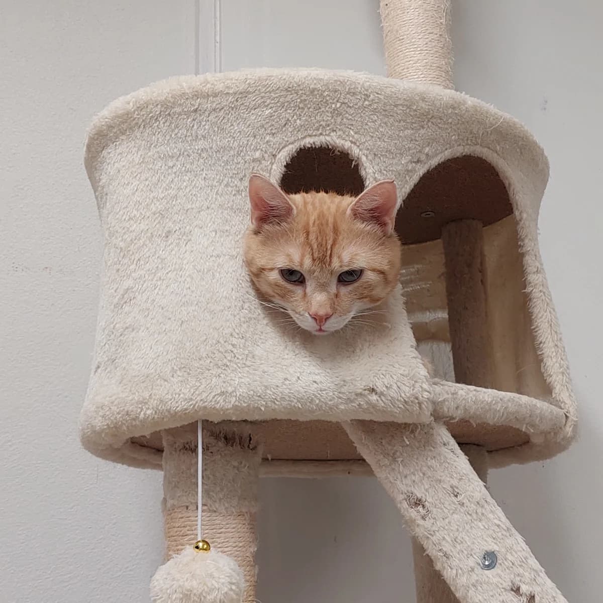 Bofor, female Mixed Breed for adoption at Maukula ry, Tampere