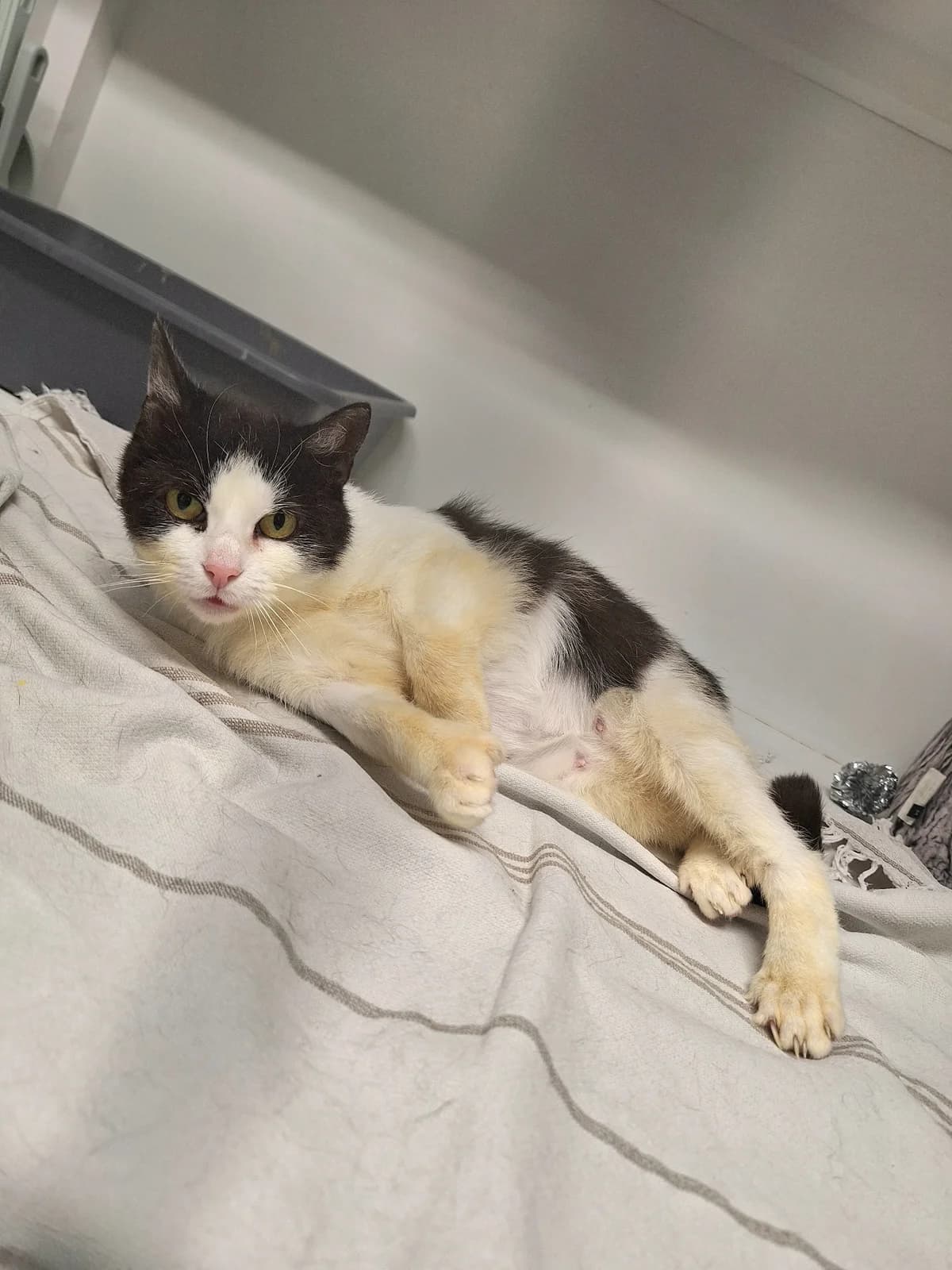 Turmaliini, female Mixed Breed for adoption at Maukula ry, Tampere