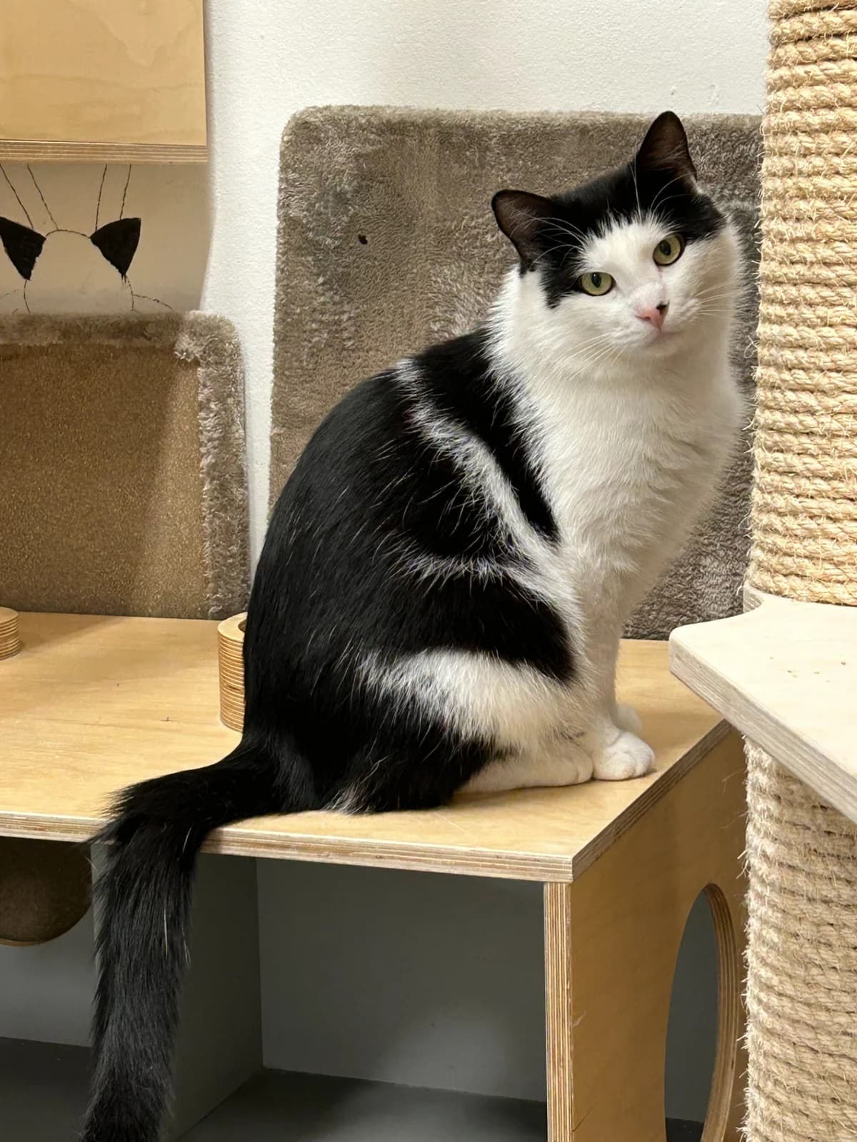 Żabka, female Mixed Breed for adoption at Maukula ry, Tampere