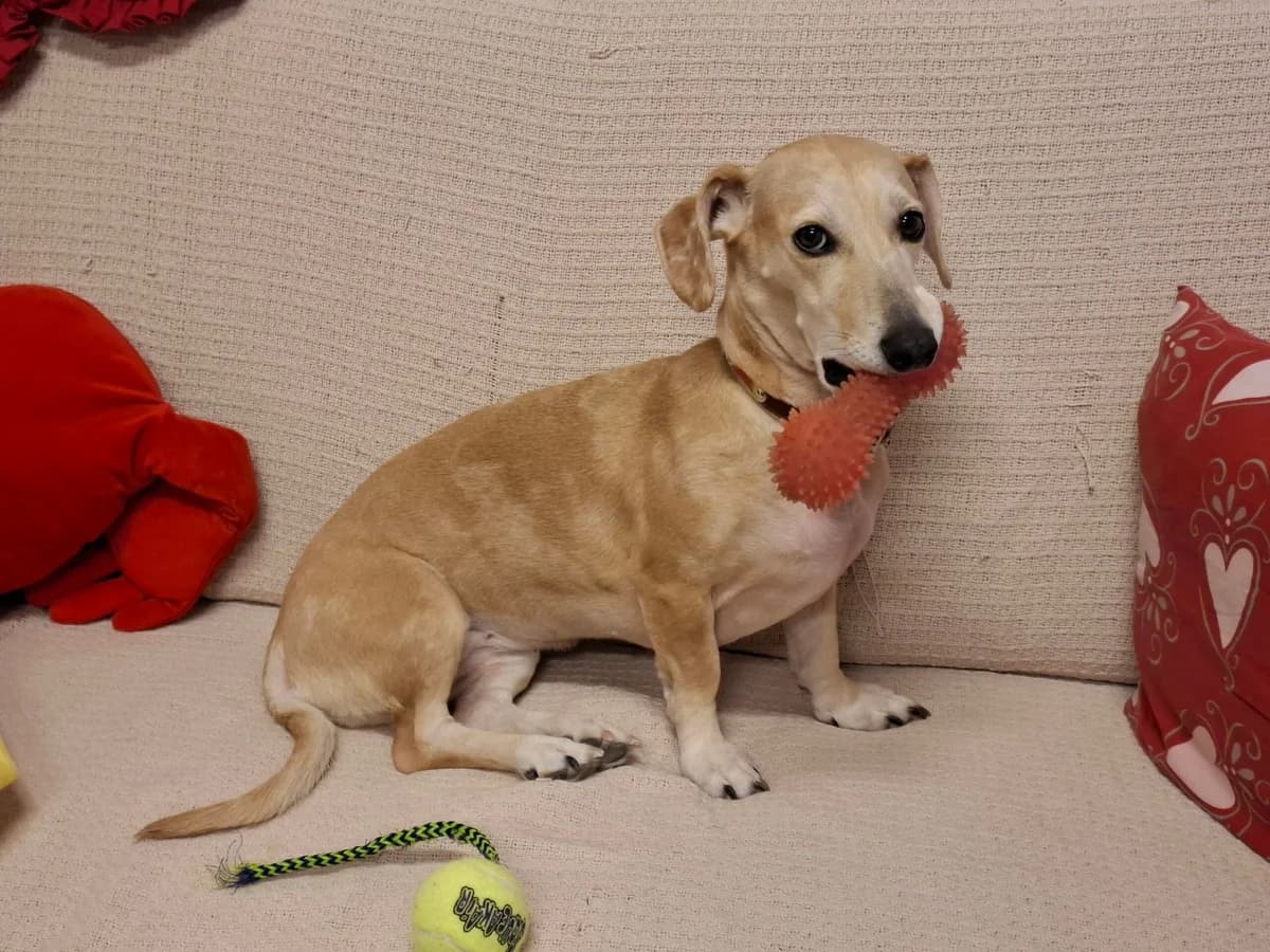Mette, female Mixed Breed for adoption at MESY — Mikkelin Eläinsuojeluyhdistys, Mikkeli