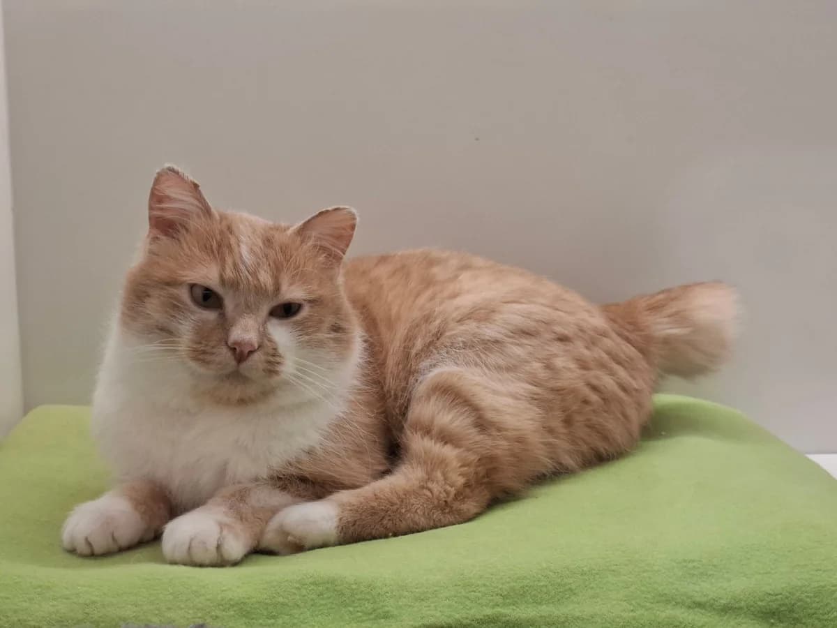 Töpö, male Mixed Breed for adoption at MESY — Mikkelin Eläinsuojeluyhdistys, Mikkeli
