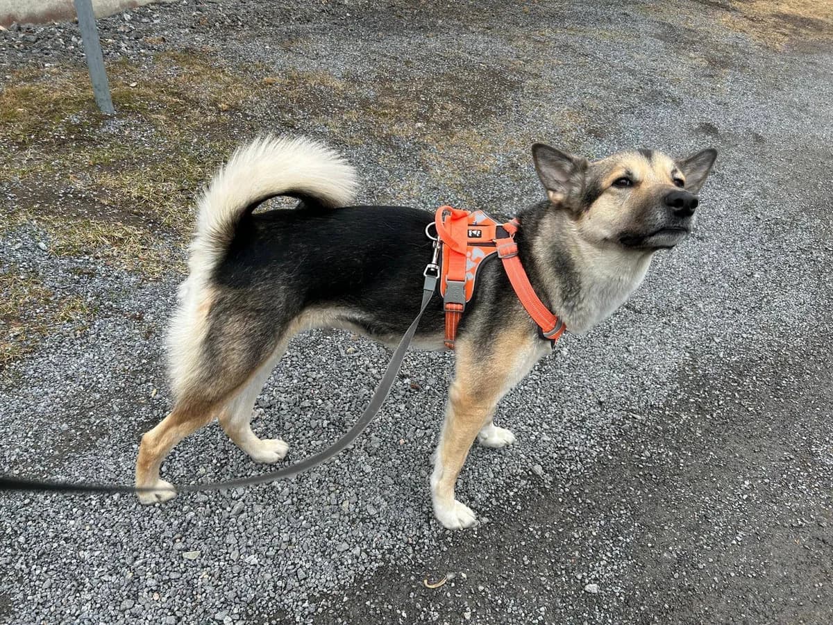 Ninja, female Mixed Breed for adoption at MESY — Mikkelin Eläinsuojeluyhdistys, Mikkeli
