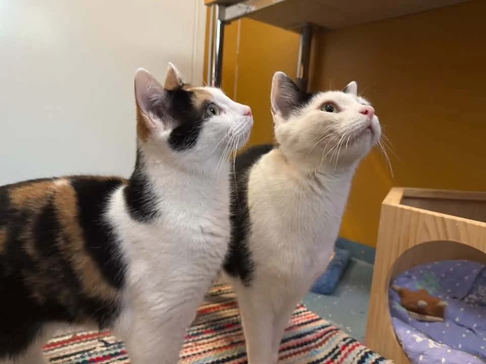 Ruusa ja Rei, female Mixed Breed for adoption at MESY — Mikkelin Eläinsuojeluyhdistys, Mikkeli