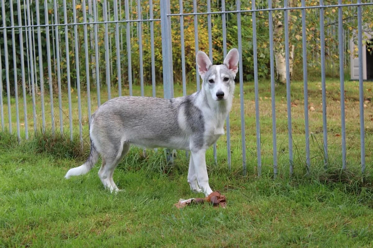 Viuhti, female Mixed Breed for adoption at MESY — Mikkelin Eläinsuojeluyhdistys, Mikkeli