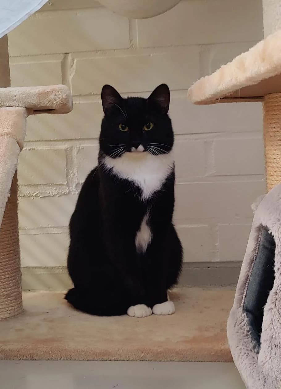 Aku (VARATTU), male Mixed Breed for adoption at Eläinsuojelukeskus Onnentassu