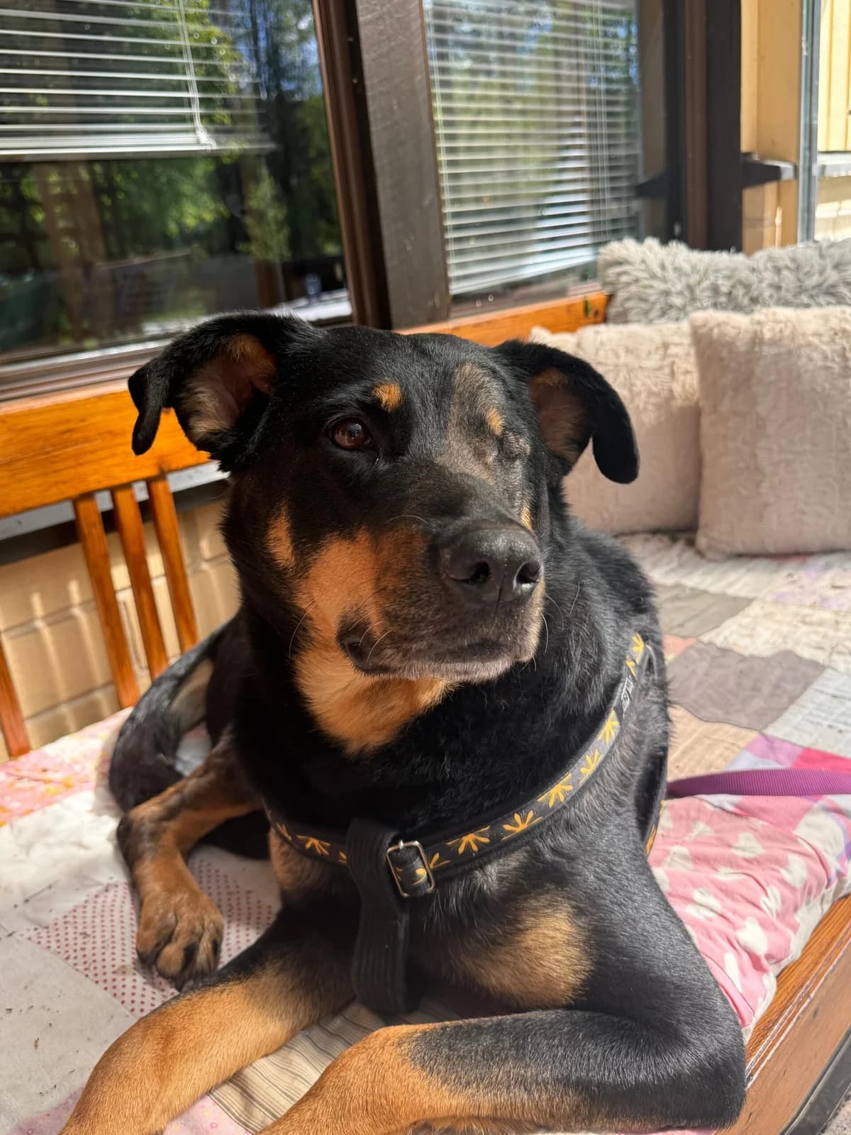 Dina, 6yo Mixed Breed for adoption at Eläinsuojelukeskus Onnentassu