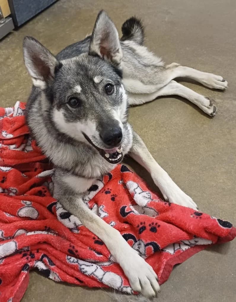 Iines,  Mixed Breed for adoption at Eläinsuojelukeskus Onnentassu
