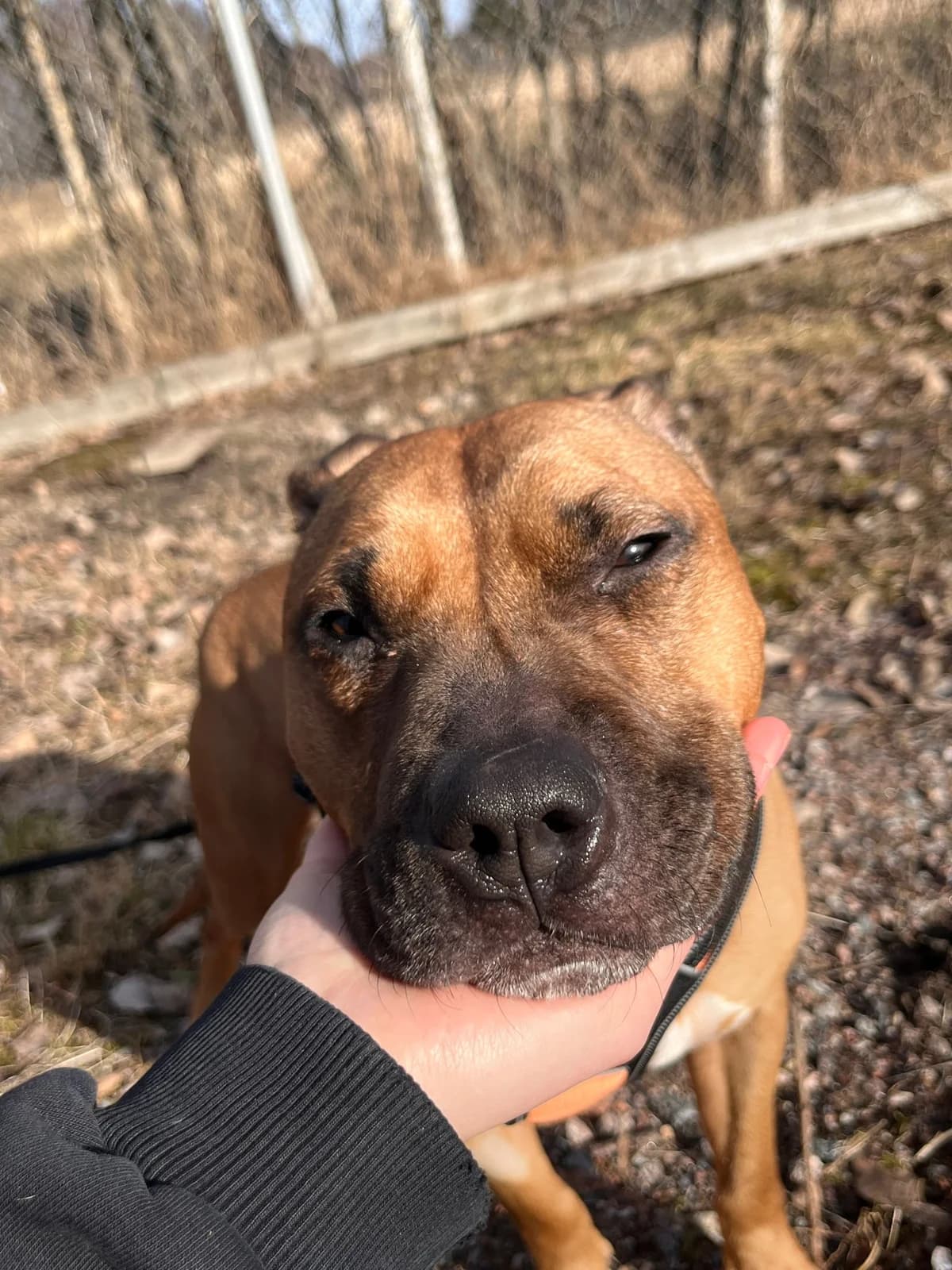 Jade, female Mixed Breed for adoption at Eläinsuojelukeskus Onnentassu