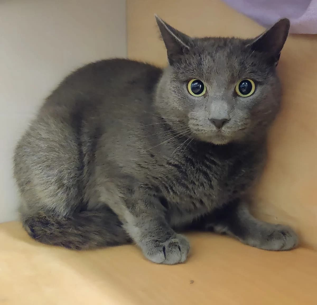 Jasu,  6yo Mixed Breed for adoption at Eläinsuojelukeskus Onnentassu