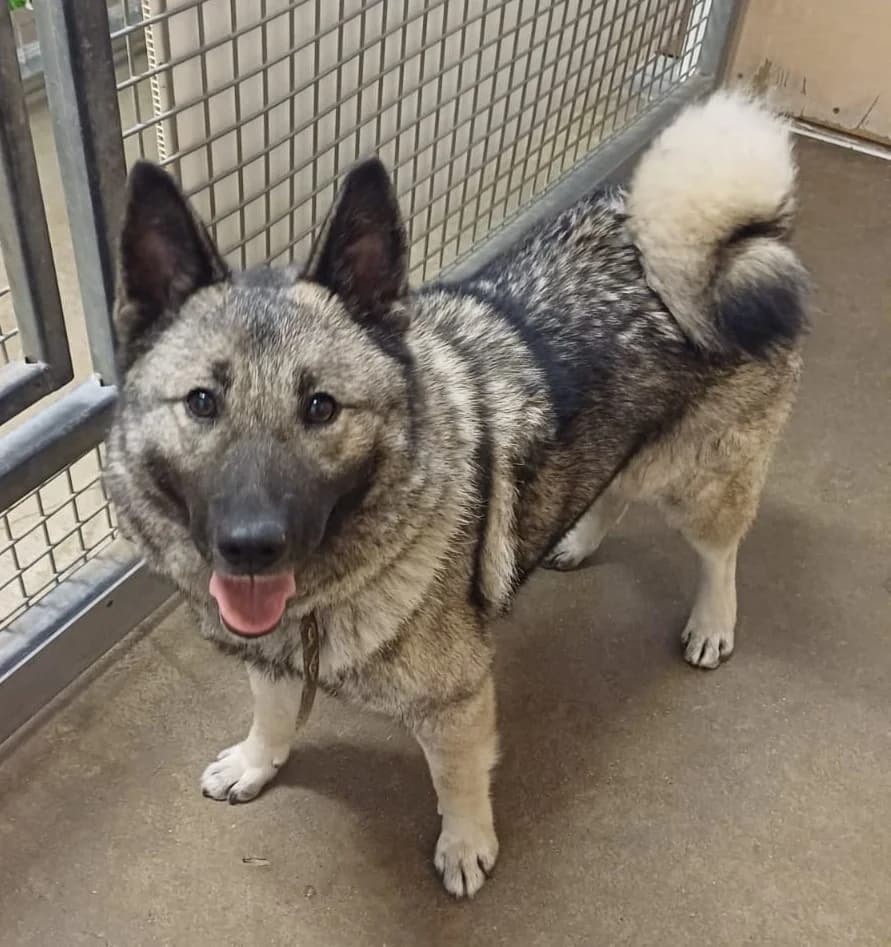 Milla,  Mixed Breed for adoption at Eläinsuojelukeskus Onnentassu