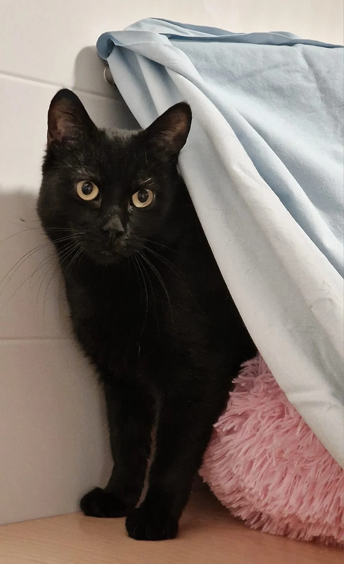 Pagani,  Mixed Breed for adoption at Eläinsuojelukeskus Onnentassu