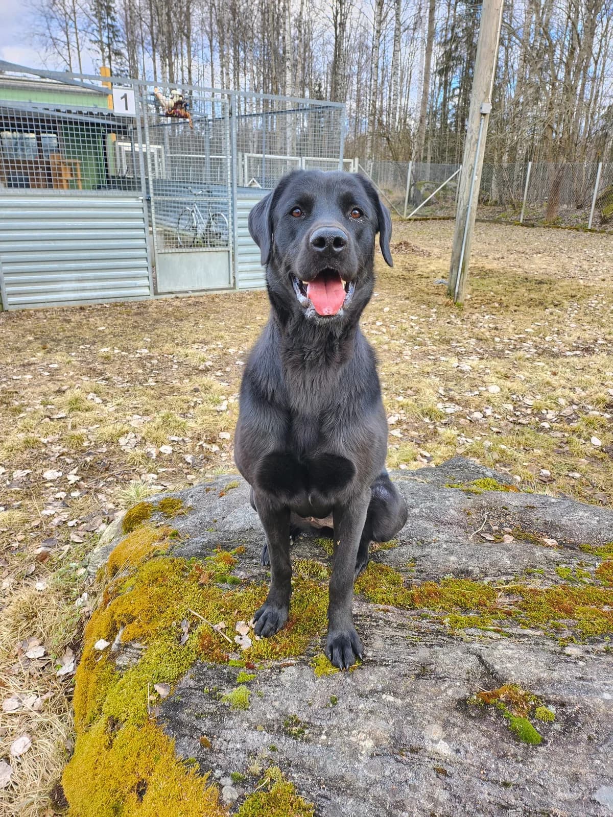 Pimu, female Mixed Breed for adoption at Eläinsuojelukeskus Onnentassu