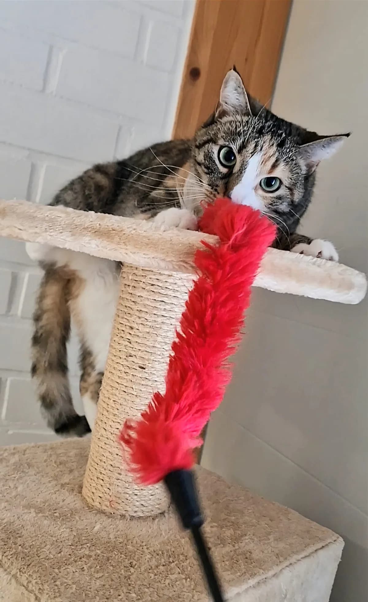 Selma, female Mixed Breed for adoption at Eläinsuojelukeskus Onnentassu