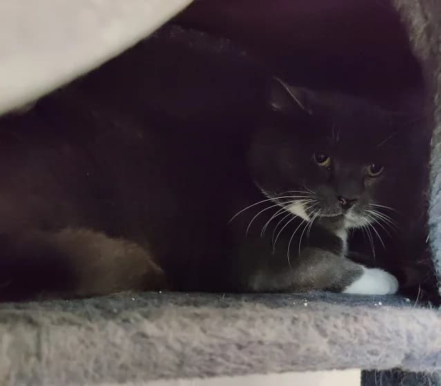 Sepeteus,  4yo Mixed Breed for adoption at Eläinsuojelukeskus Onnentassu