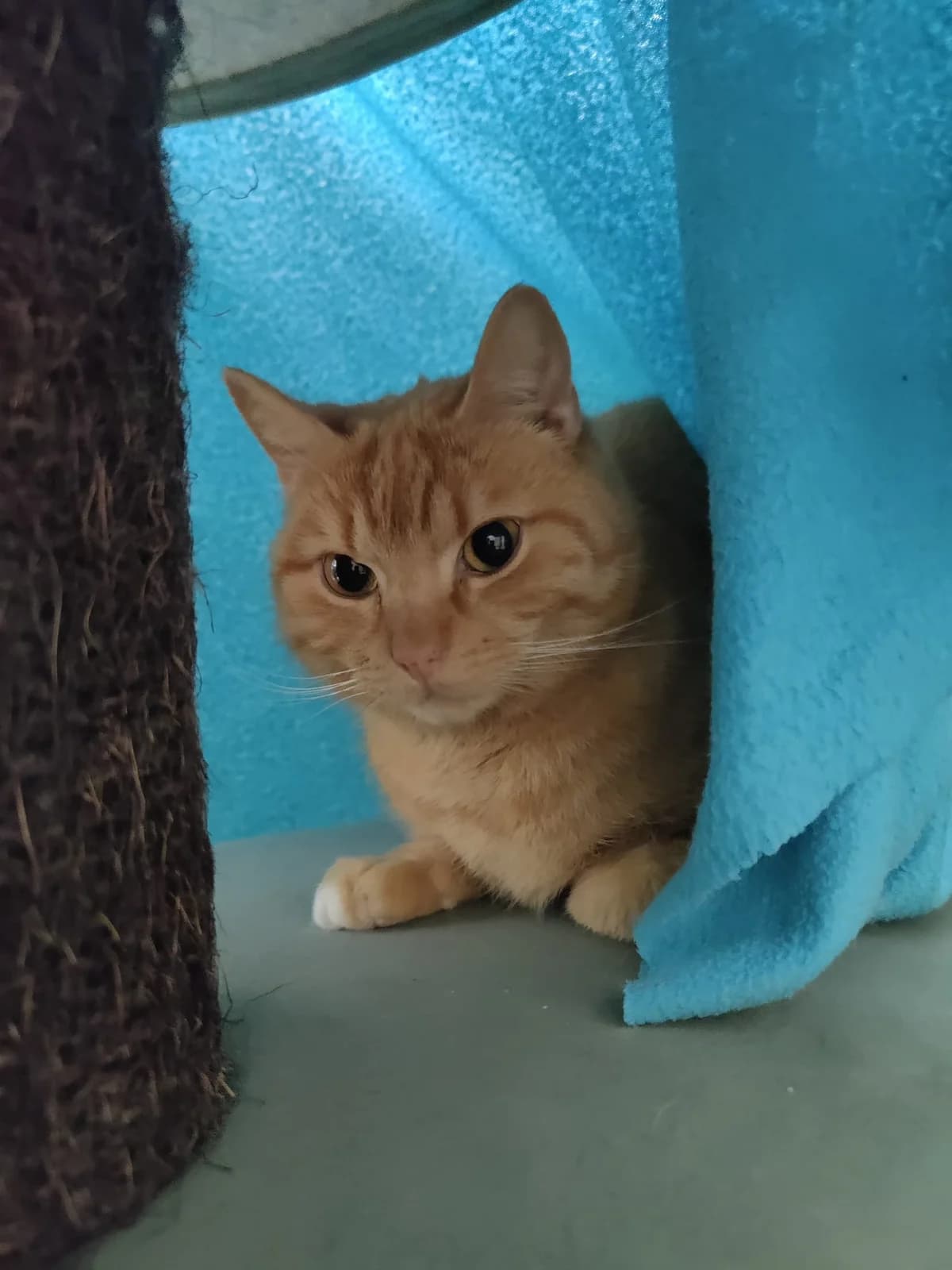 Snickers, Mixed Breed (Eläinsuojelukeskus Onnentassu)