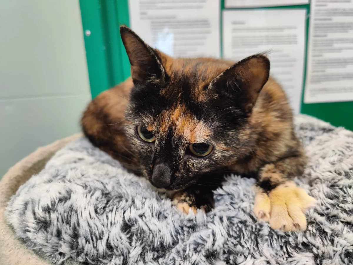 Twix, Mixed Breed (Eläinsuojelukeskus Onnentassu)
