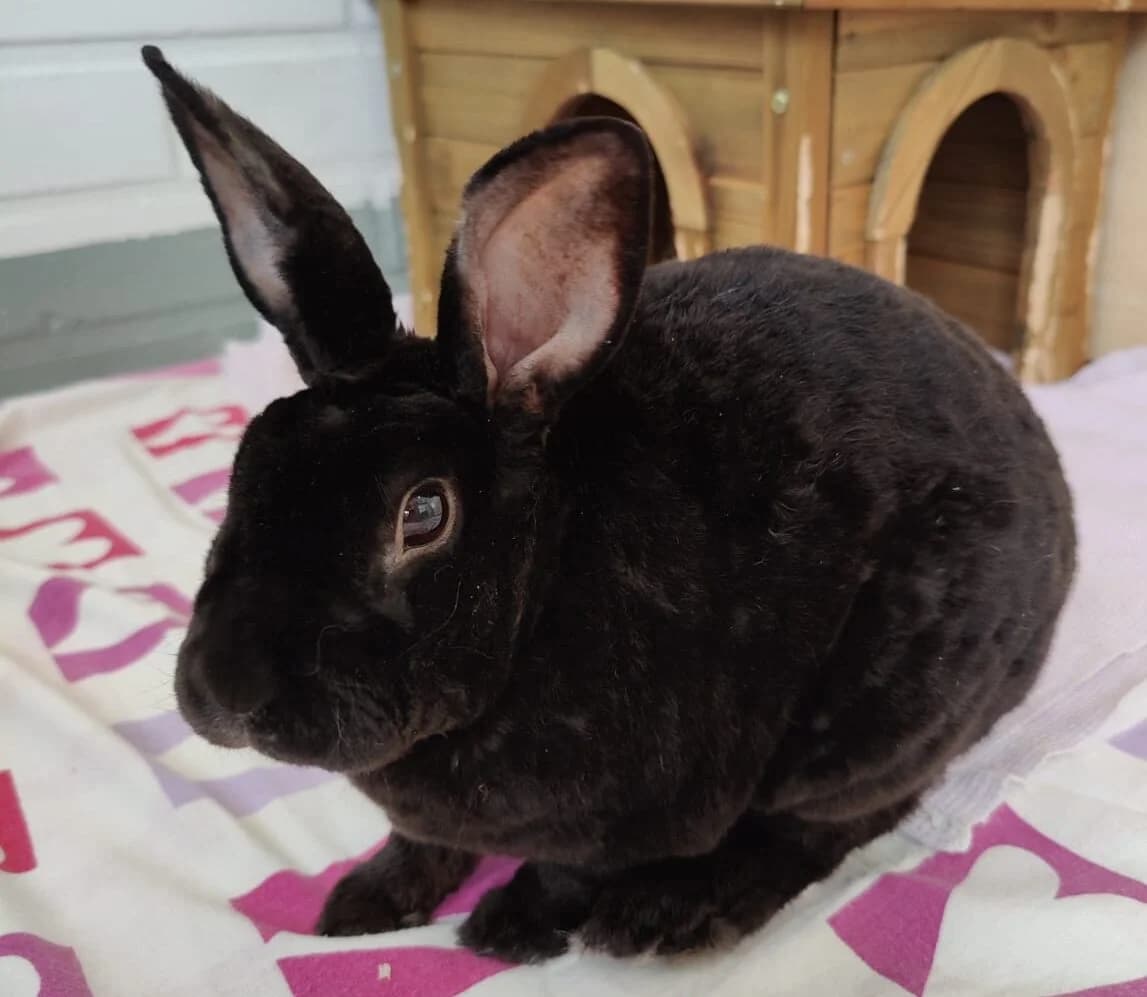Viikka, male Mixed Breed for adoption at Eläinsuojelukeskus Onnentassu