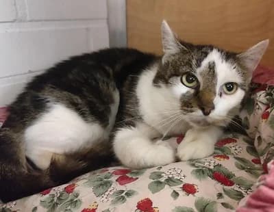 Vilijonkka, female Mixed Breed for adoption at Eläinsuojelukeskus Onnentassu