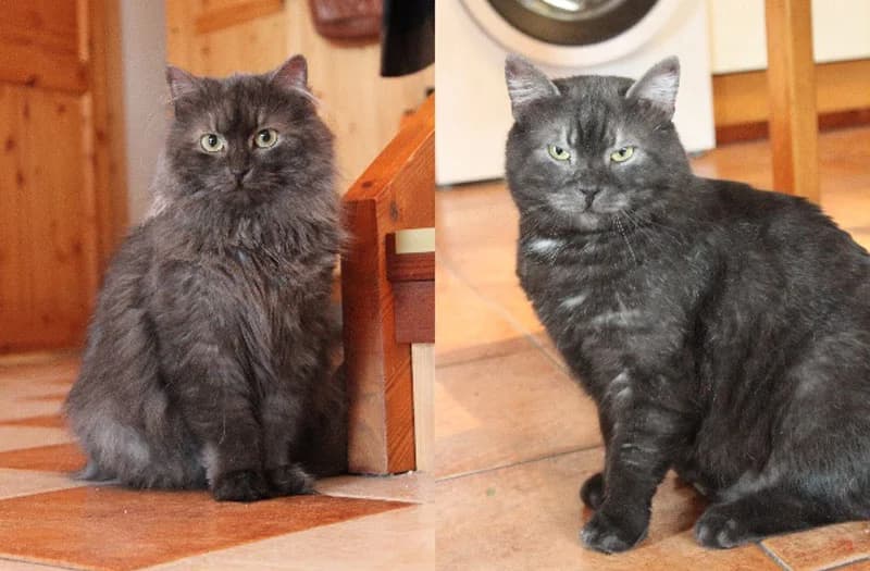Basmati & Jasu, harmaa female 6yo Mixed Breed for adoption at PESU — Pirkanmaan eläinsuojeluyhdistys, Tampere