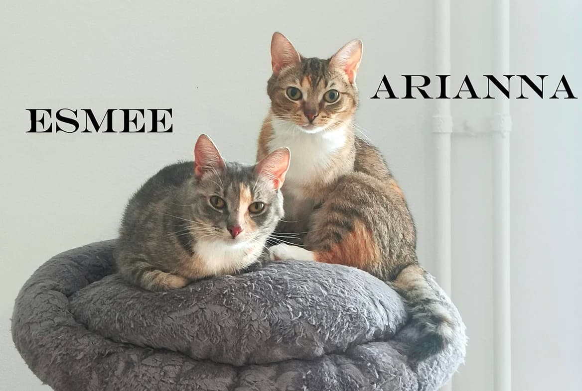 Esmee & Arianna, Mixed Breed (PESU — Pirkanmaan eläinsuojeluyhdistys)
