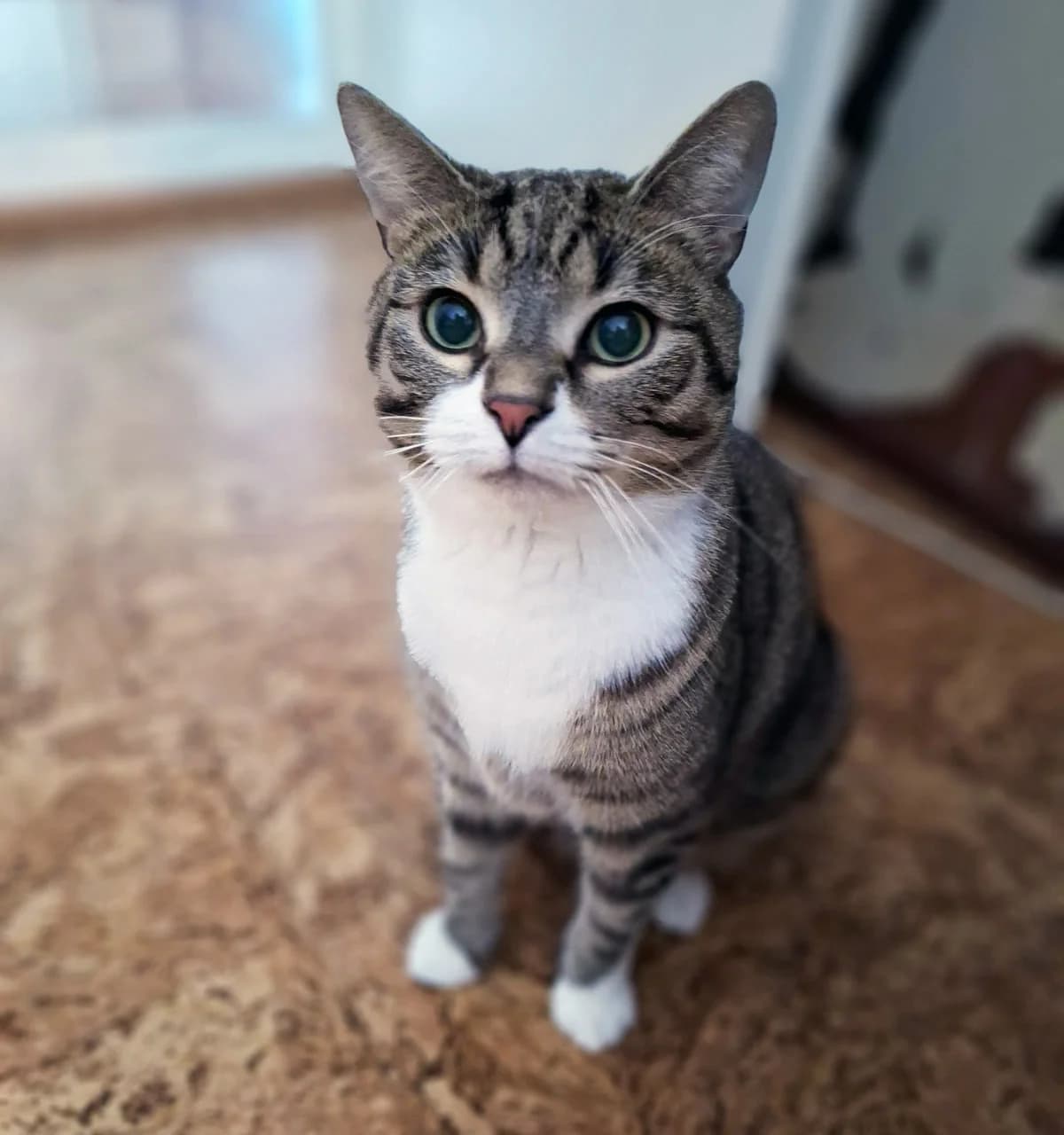 Iko, female 5yo Mixed Breed for adoption at PESU — Pirkanmaan eläinsuojeluyhdistys, Tampere
