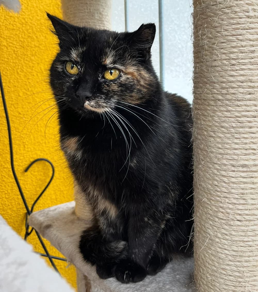 Koukku, female senior Mixed Breed for adoption at PESU — Pirkanmaan eläinsuojeluyhdistys, Tampere