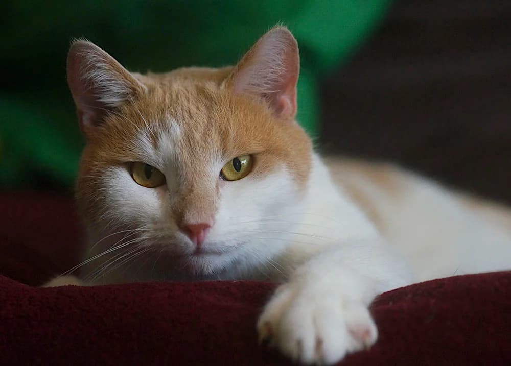 Lesi, female 6yo Mixed Breed for adoption at PESU — Pirkanmaan eläinsuojeluyhdistys, Tampere