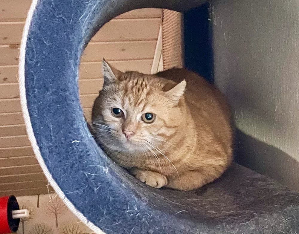 Lykky, female 6yo Mixed Breed for adoption at PESU — Pirkanmaan eläinsuojeluyhdistys, Tampere