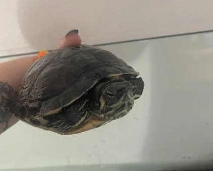 Minerva, female Mixed Breed for adoption at PESU — Pirkanmaan eläinsuojeluyhdistys, Tampere