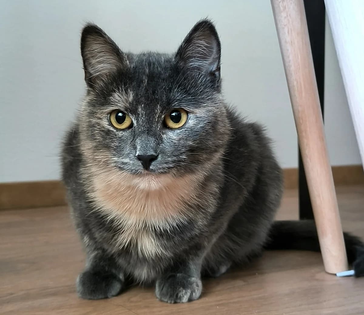 Mochi, female young Mixed Breed for adoption at PESU — Pirkanmaan eläinsuojeluyhdistys, Tampere