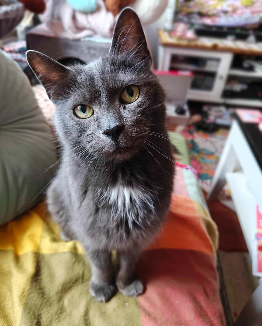Nix,  senior Mixed Breed for adoption at PESU — Pirkanmaan eläinsuojeluyhdistys, Tampere