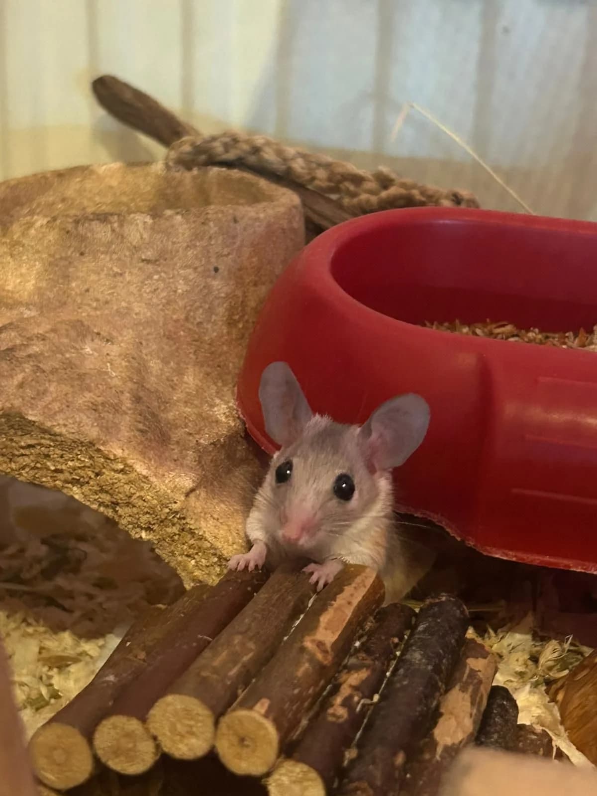 Okahiiret, female young Mixed Breed for adoption at PESU — Pirkanmaan eläinsuojeluyhdistys, Tampere