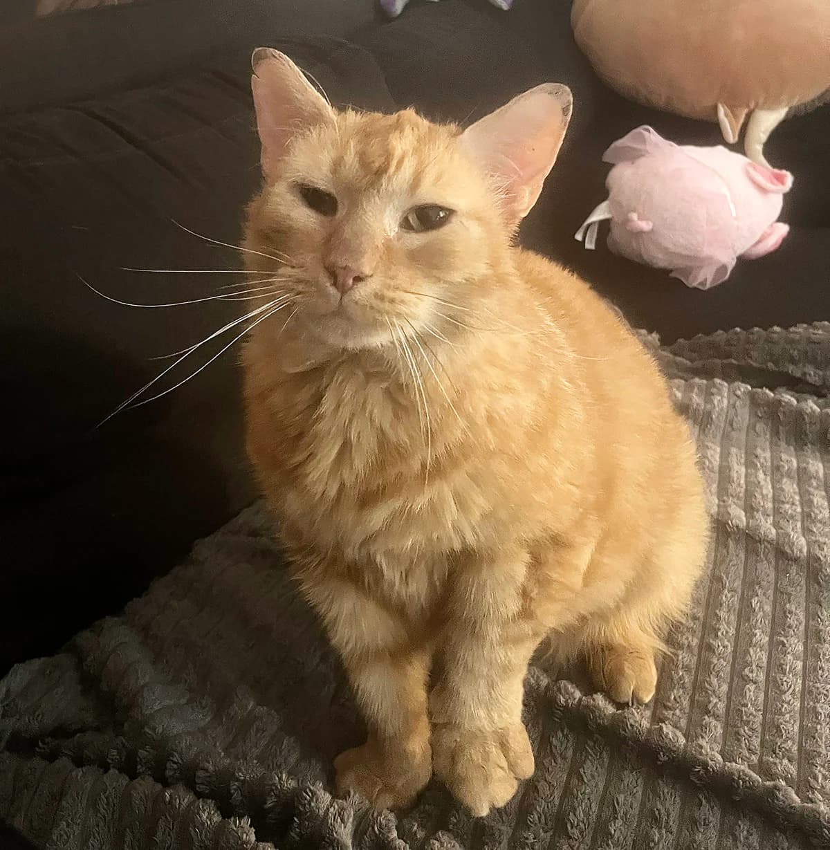 Perla, Mixed Breed (PESU — Pirkanmaan eläinsuojeluyhdistys)