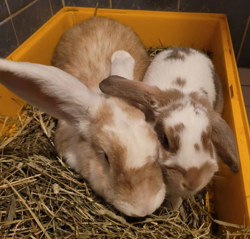 Shili ja Patu, female 4yo Mixed Breed for adoption at PESU — Pirkanmaan eläinsuojeluyhdistys, Tampere