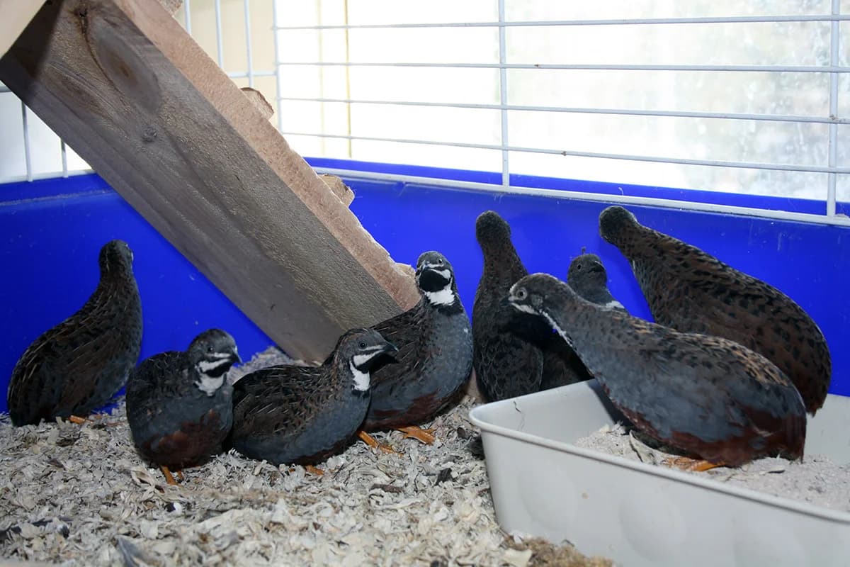 Siniviiriäiset, female Mixed Breed for adoption at PESU — Pirkanmaan eläinsuojeluyhdistys, Tampere