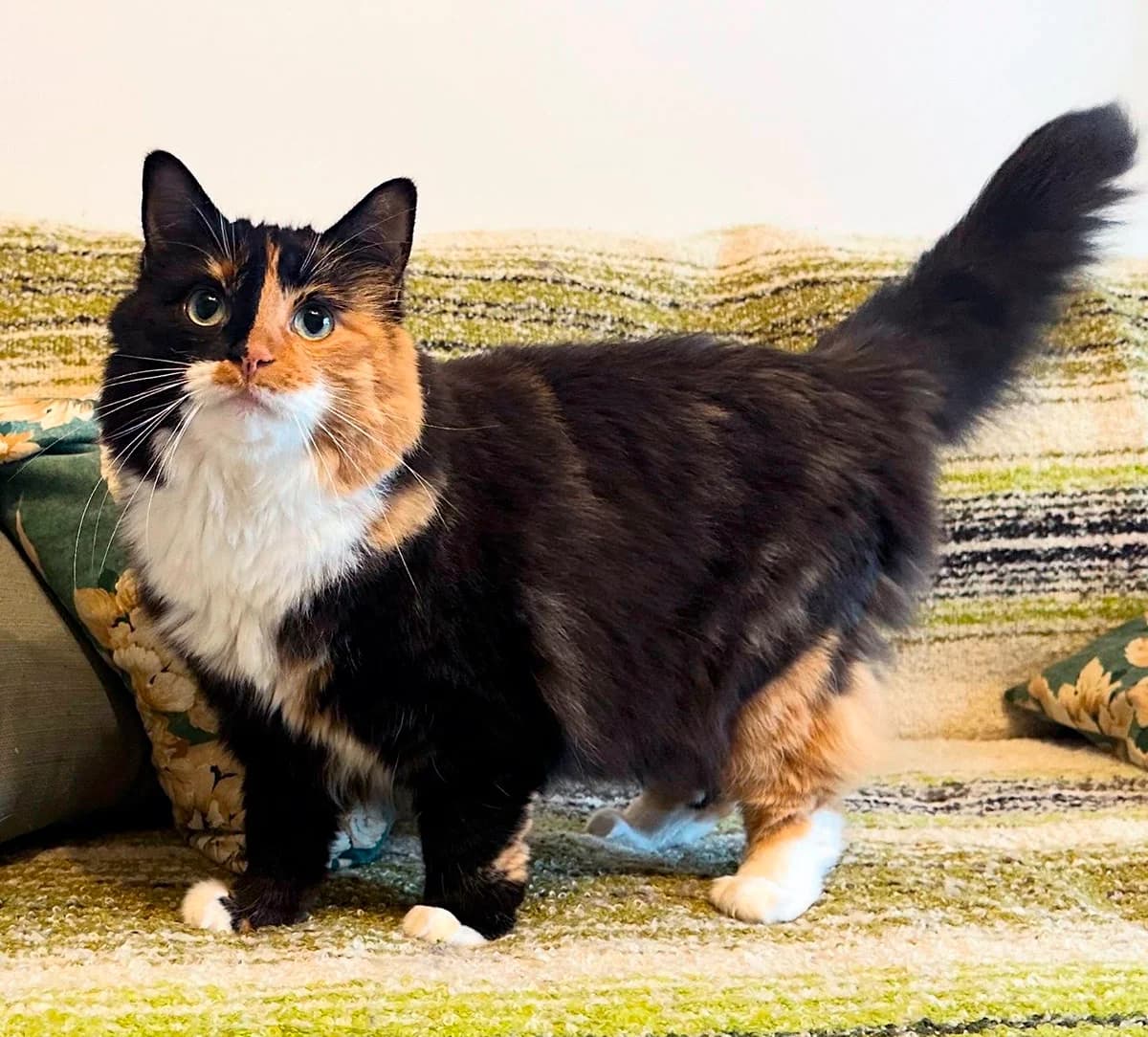 Tähkäpää, Mixed Breed (PESU — Pirkanmaan eläinsuojeluyhdistys)