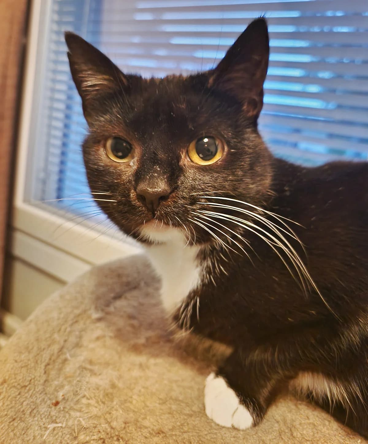 Tao,  6yo Mixed Breed for adoption at PESU — Pirkanmaan eläinsuojeluyhdistys, Tampere