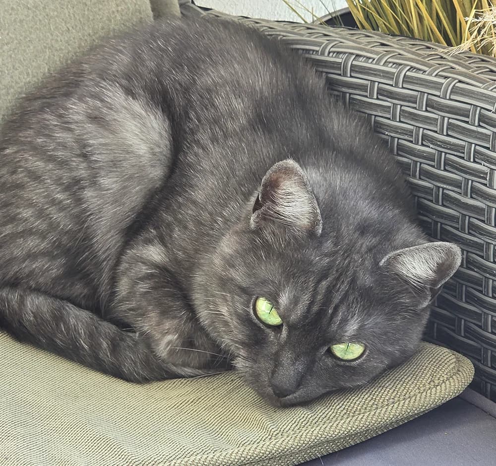 Tuutti, female 5yo Mixed Breed for adoption at PESU — Pirkanmaan eläinsuojeluyhdistys, Tampere