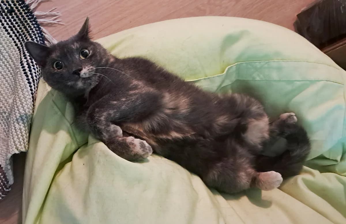 Vesna, female 3yo Mixed Breed for adoption at PESU — Pirkanmaan eläinsuojeluyhdistys, Tampere