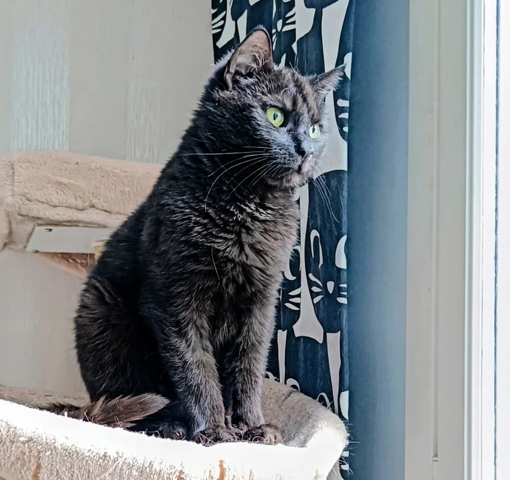 Vilkku, female senior Mixed Breed for adoption at PESU — Pirkanmaan eläinsuojeluyhdistys, Tampere