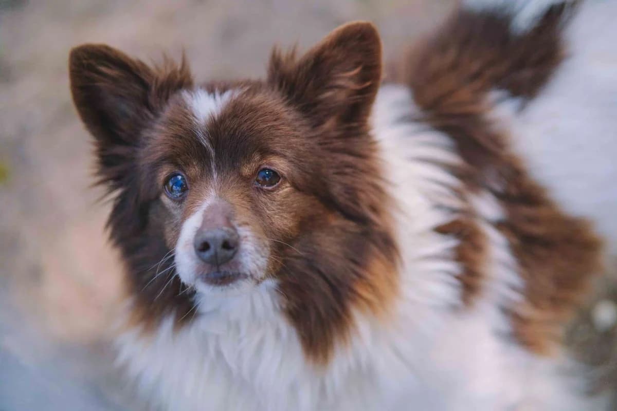 Olafas, male senior Mixed Breed for adoption at Pet Rescue Finland, Helsinki
