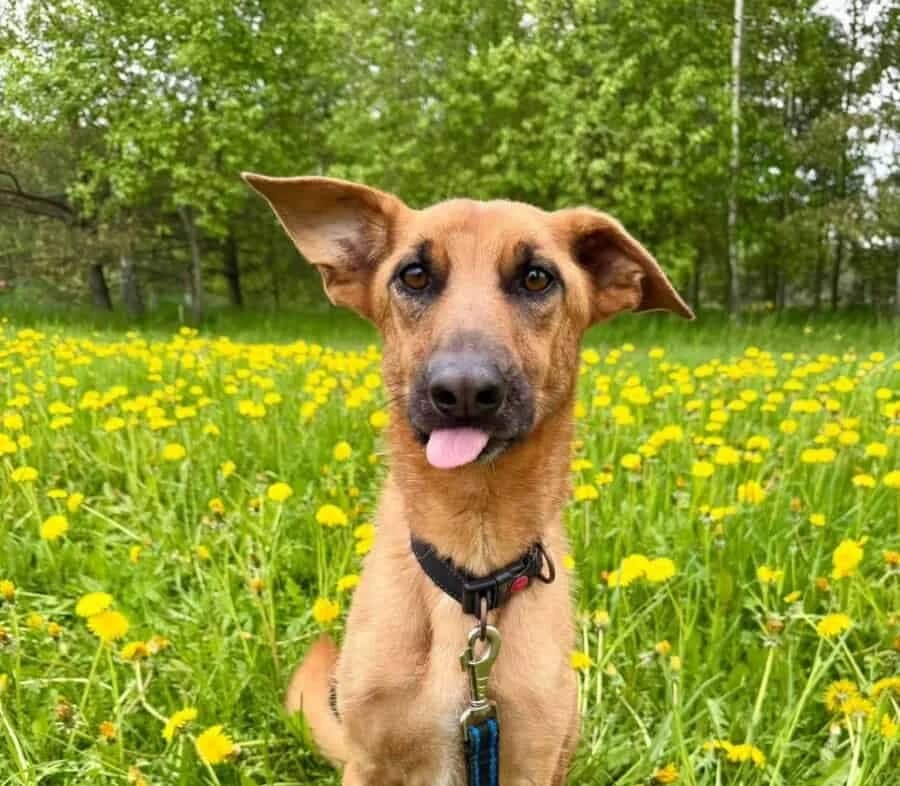 Neonas, male young Mixed Breed for adoption at Pet Rescue Finland, Helsinki