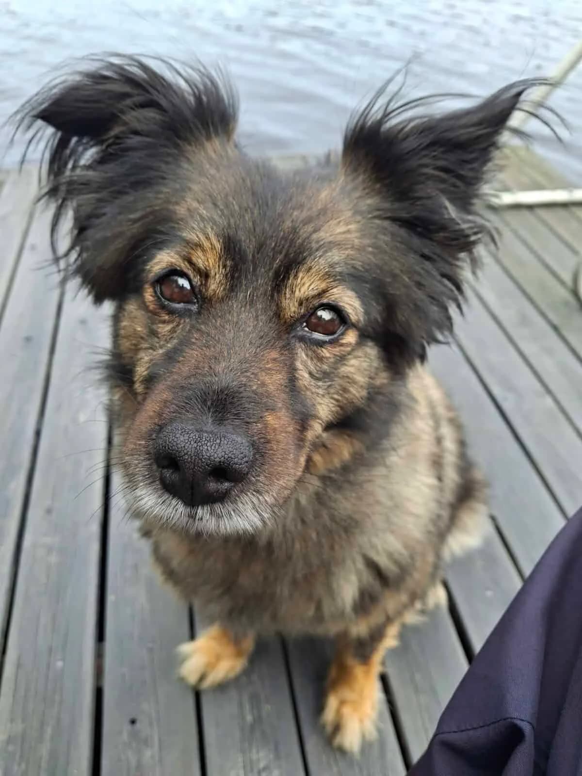 Liuse nyk. Ruu, female 4yo Mixed Breed for adoption at Pet Rescue Finland, Helsinki
