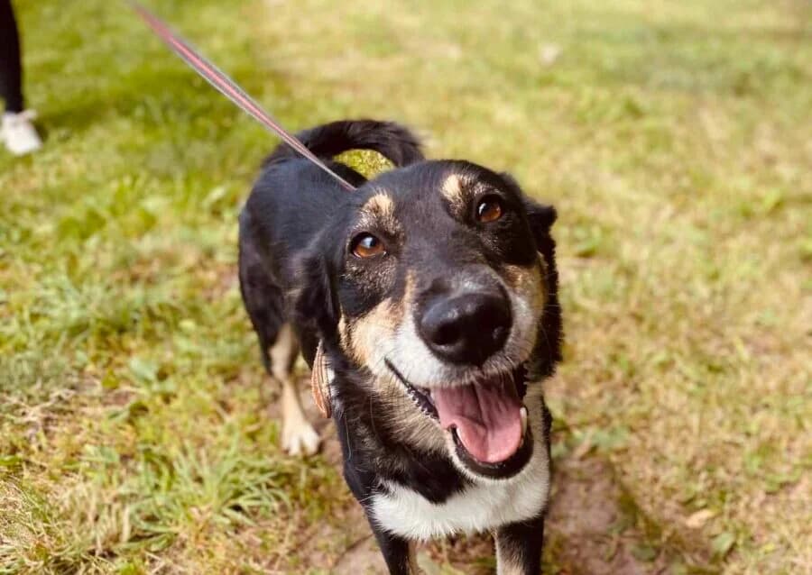Zara, female 5yo Mixed Breed for adoption at Pet Rescue Finland, Helsinki