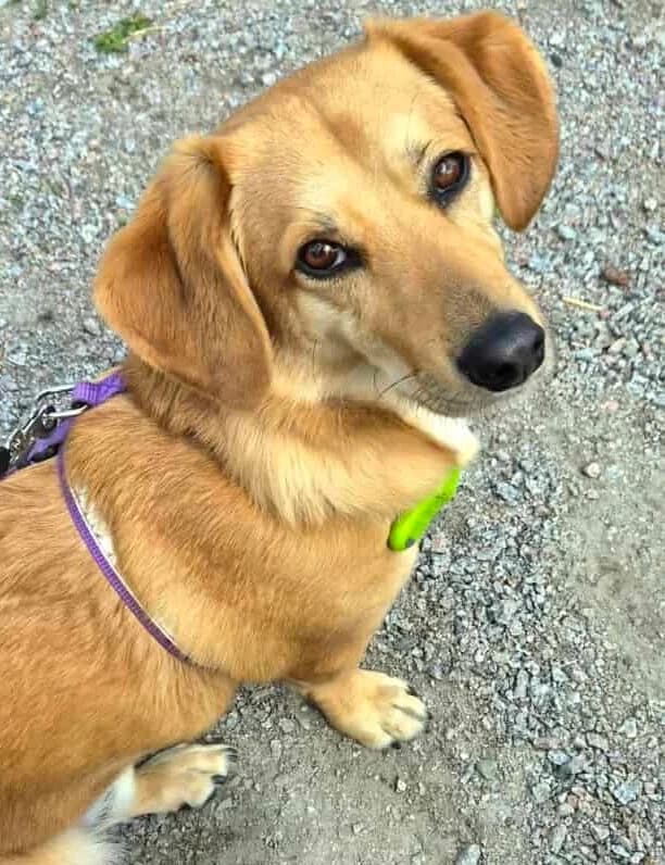 Miksas nyk. Miki, male young Mixed Breed for adoption at Pet Rescue Finland, Helsinki