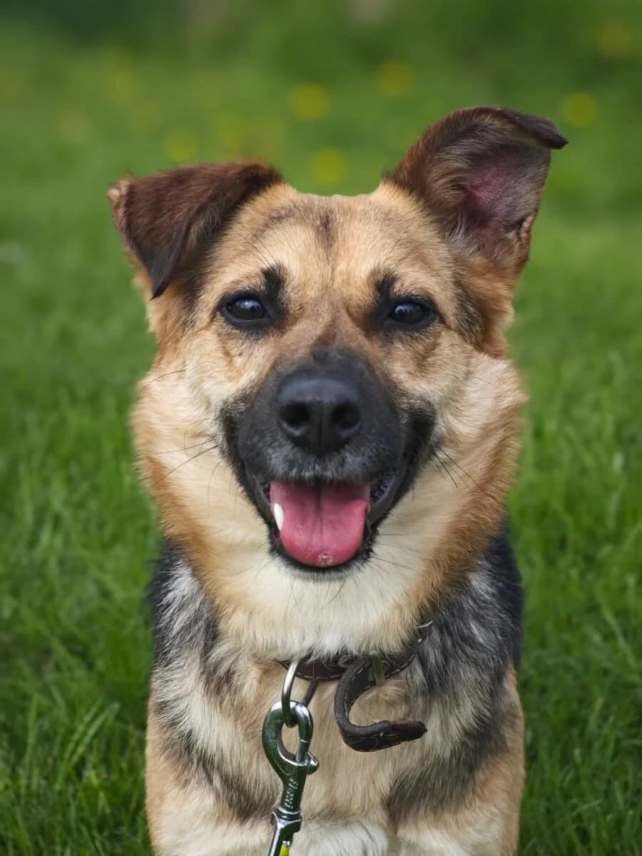 Kaitra, female 3yo Mixed Breed for adoption at Pet Rescue Finland, Helsinki
