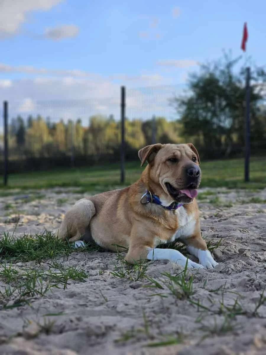 Bahama, Mixed Breed (Pet Rescue Finland)