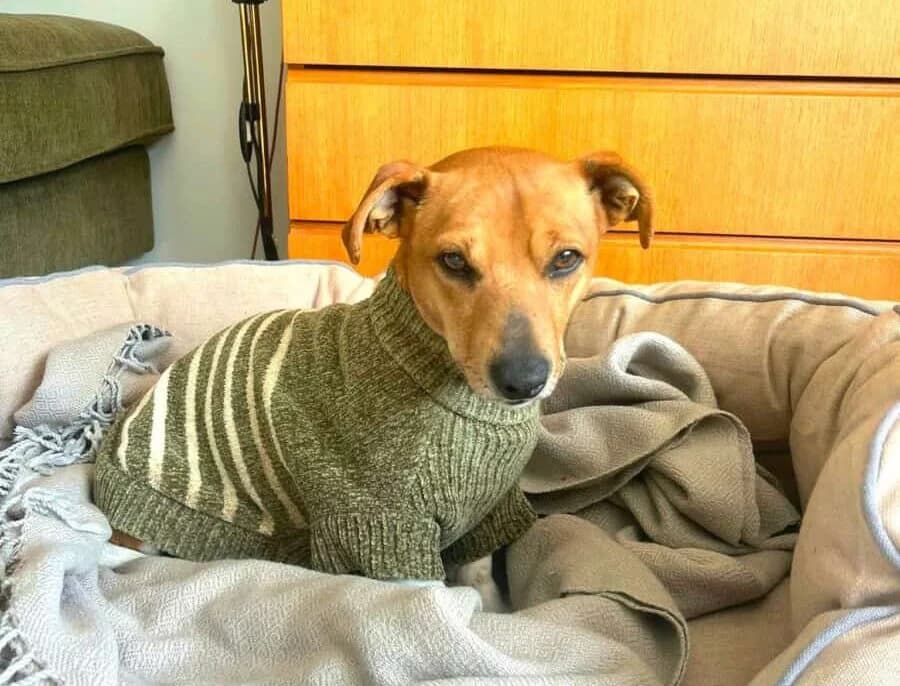 Hila, female 5yo Mixed Breed for adoption at Pet Rescue Finland, Helsinki