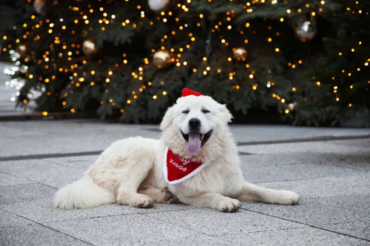 Everestas, male young Mixed Breed for adoption at Pet Rescue Finland, Helsinki